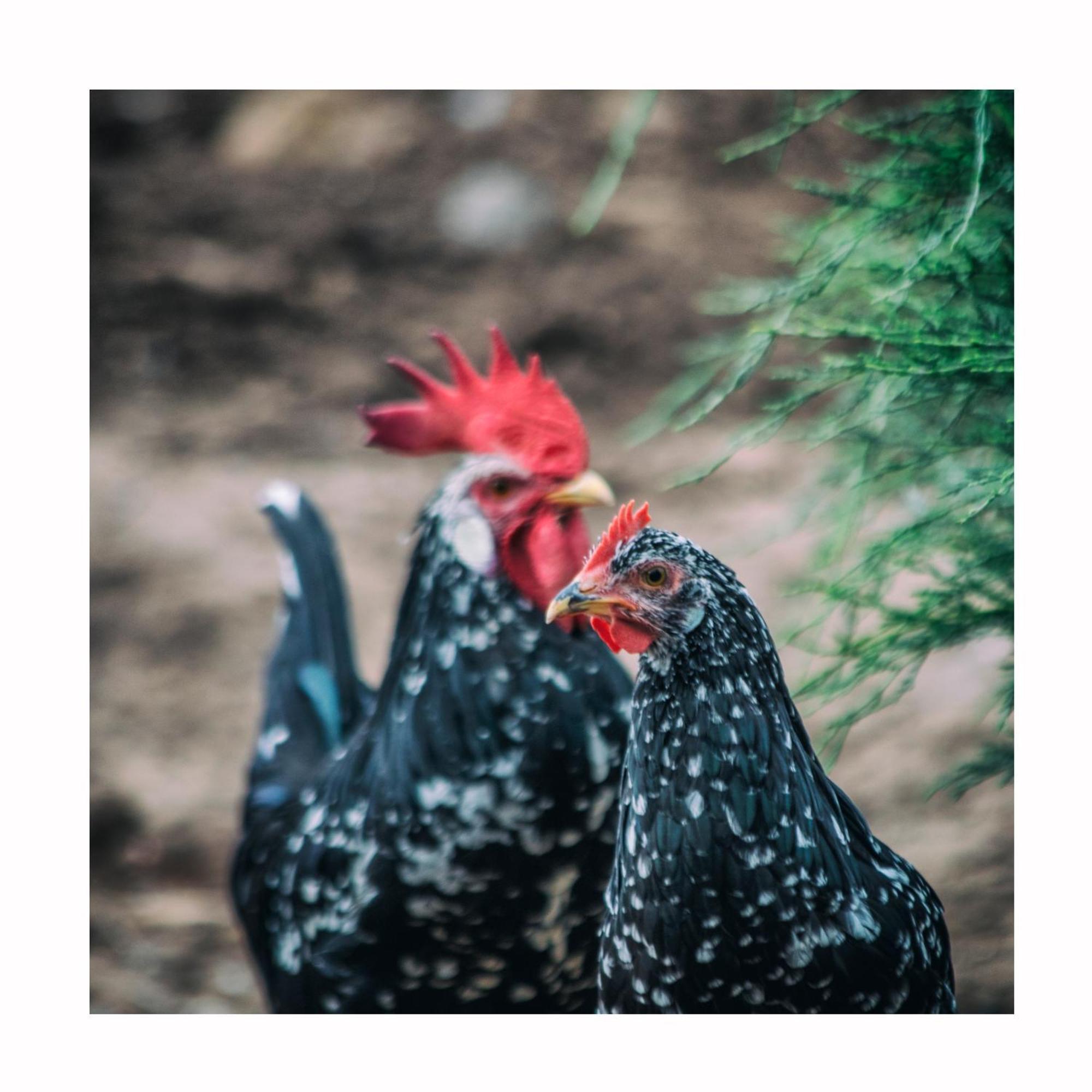Agriturismo Il Riccio モンティッキオ エクステリア 写真