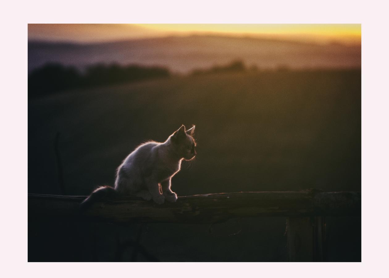 Agriturismo Il Riccio モンティッキオ エクステリア 写真
