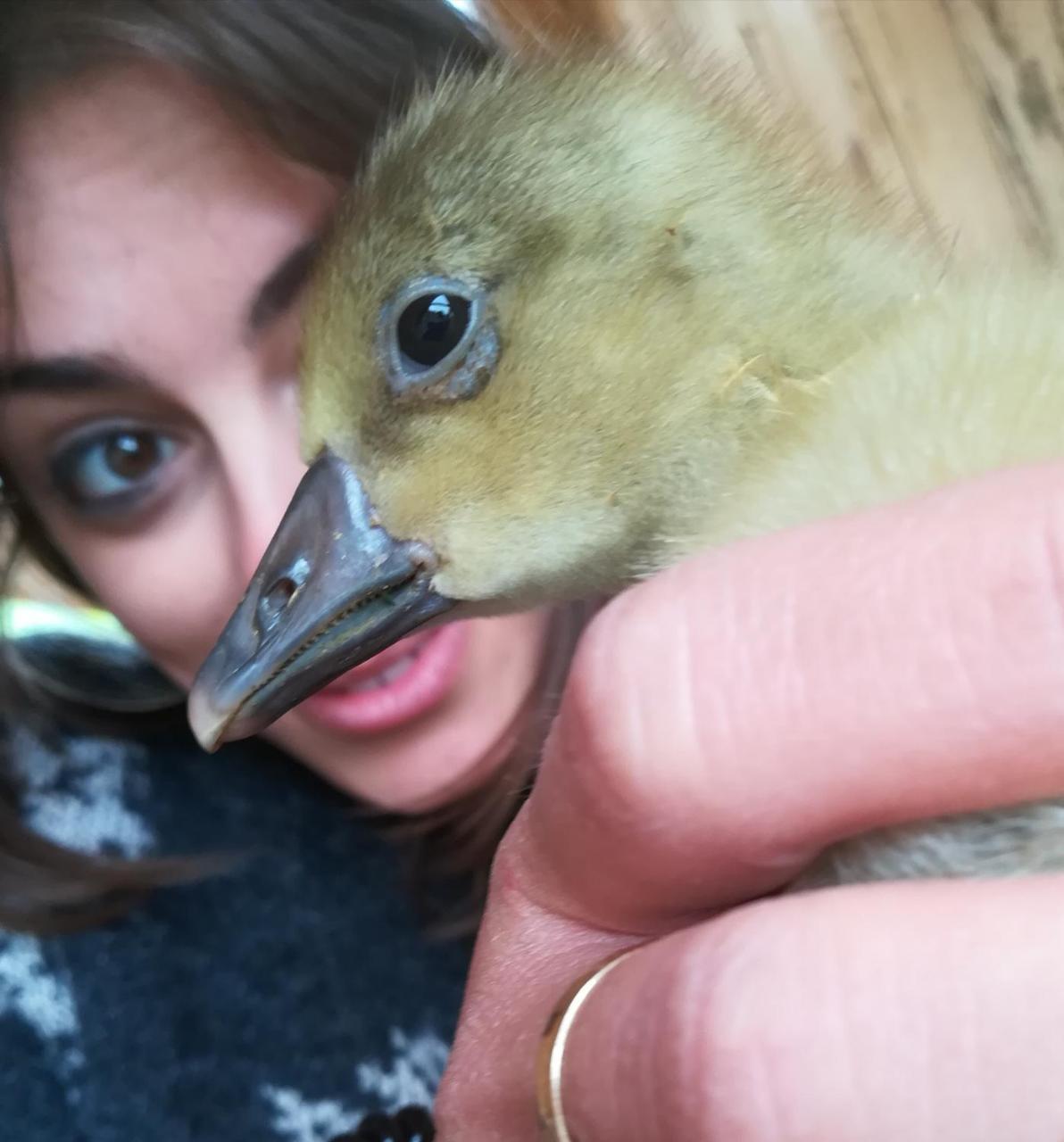 Agriturismo Il Riccio モンティッキオ エクステリア 写真