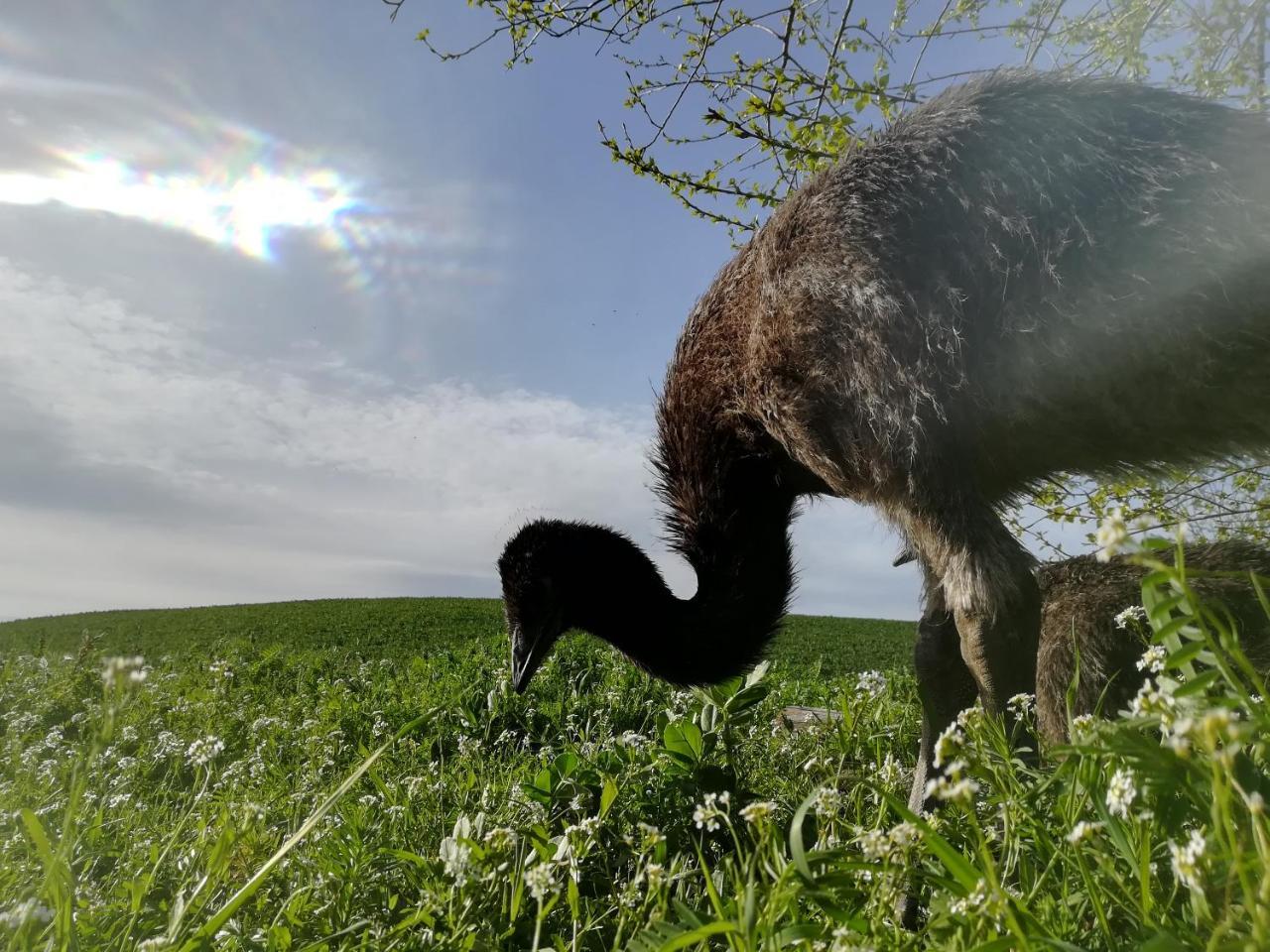 Agriturismo Il Riccio モンティッキオ エクステリア 写真