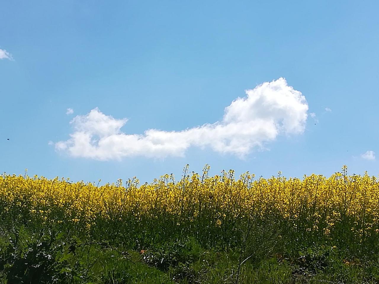 Agriturismo Il Riccio モンティッキオ エクステリア 写真